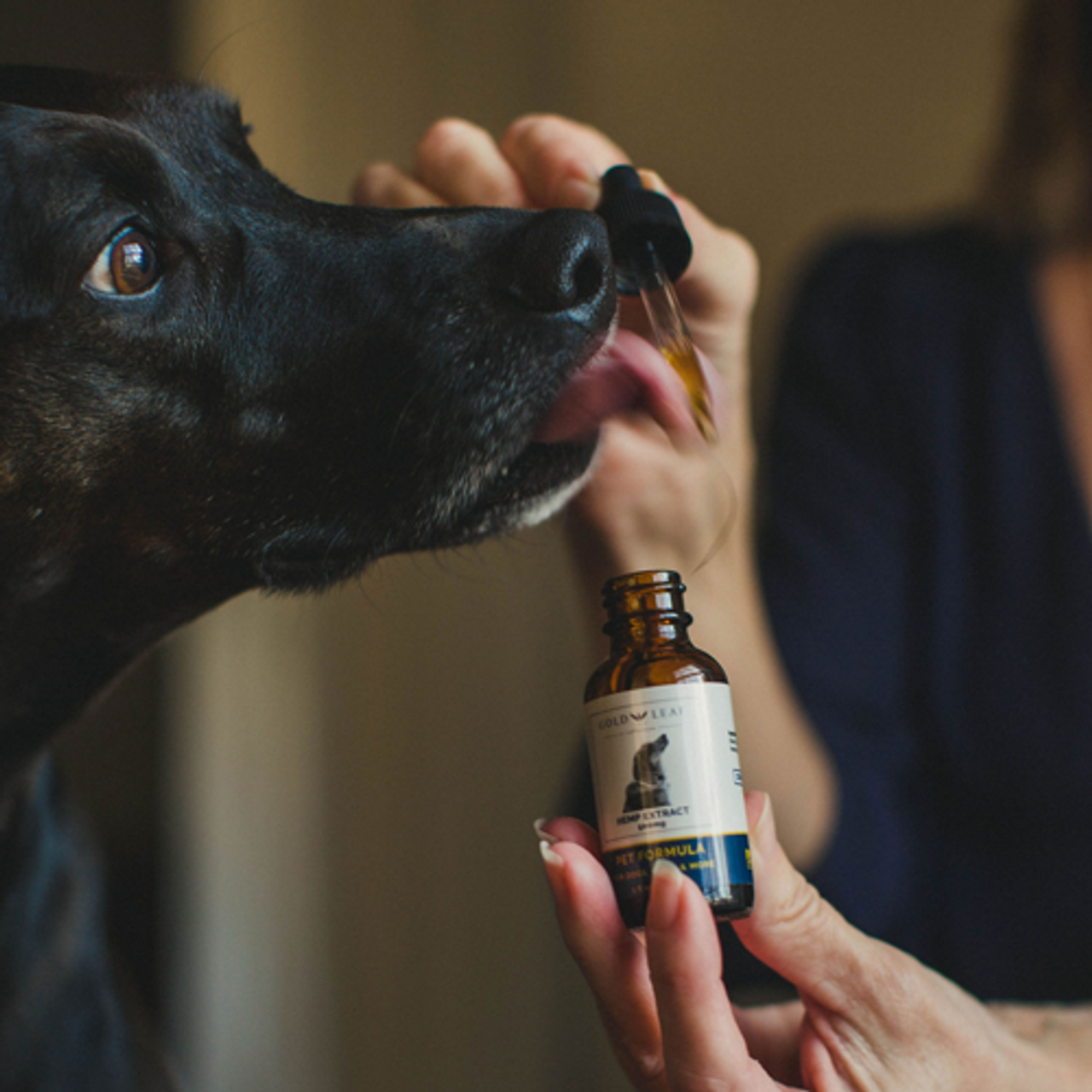 CBD Oil for Dogs